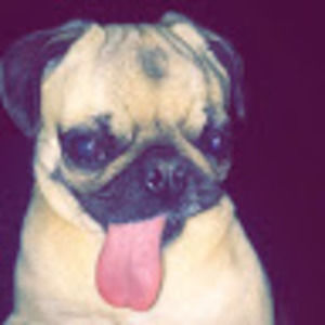 Meet your Posher, Rigo